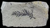 Metasequoia (Dawn Redwood) Fossil - Montana #56860-1